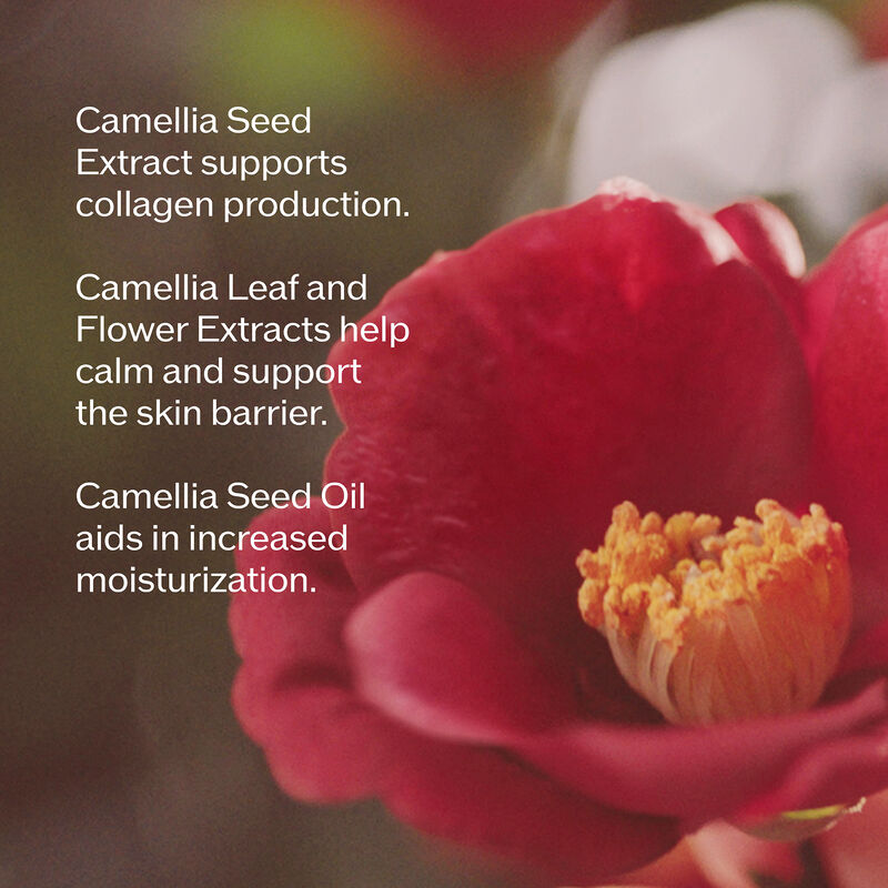 Flor de camelia roja desenfocada con texto que enumera los beneficios: el extracto de semilla de camelia favorece la producción de colágeno. Los extractos de la hoja y la flor de Camellia ayudan a calmar y a fortalecer la barrera cutánea. El aceite de semilla de Camellia ayuda a aumentar la hidratación.