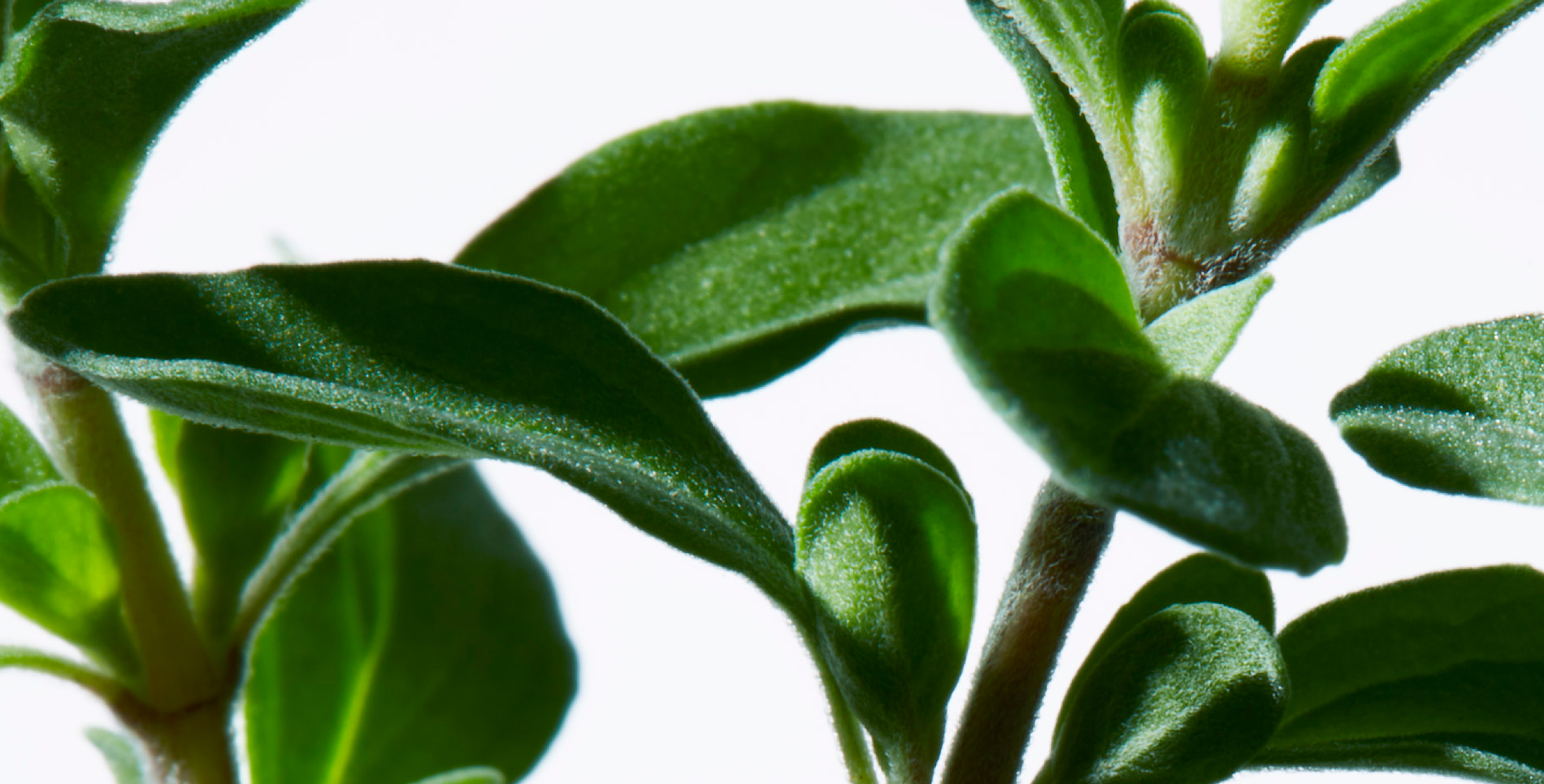 Ingrediente: Extracto de serpol