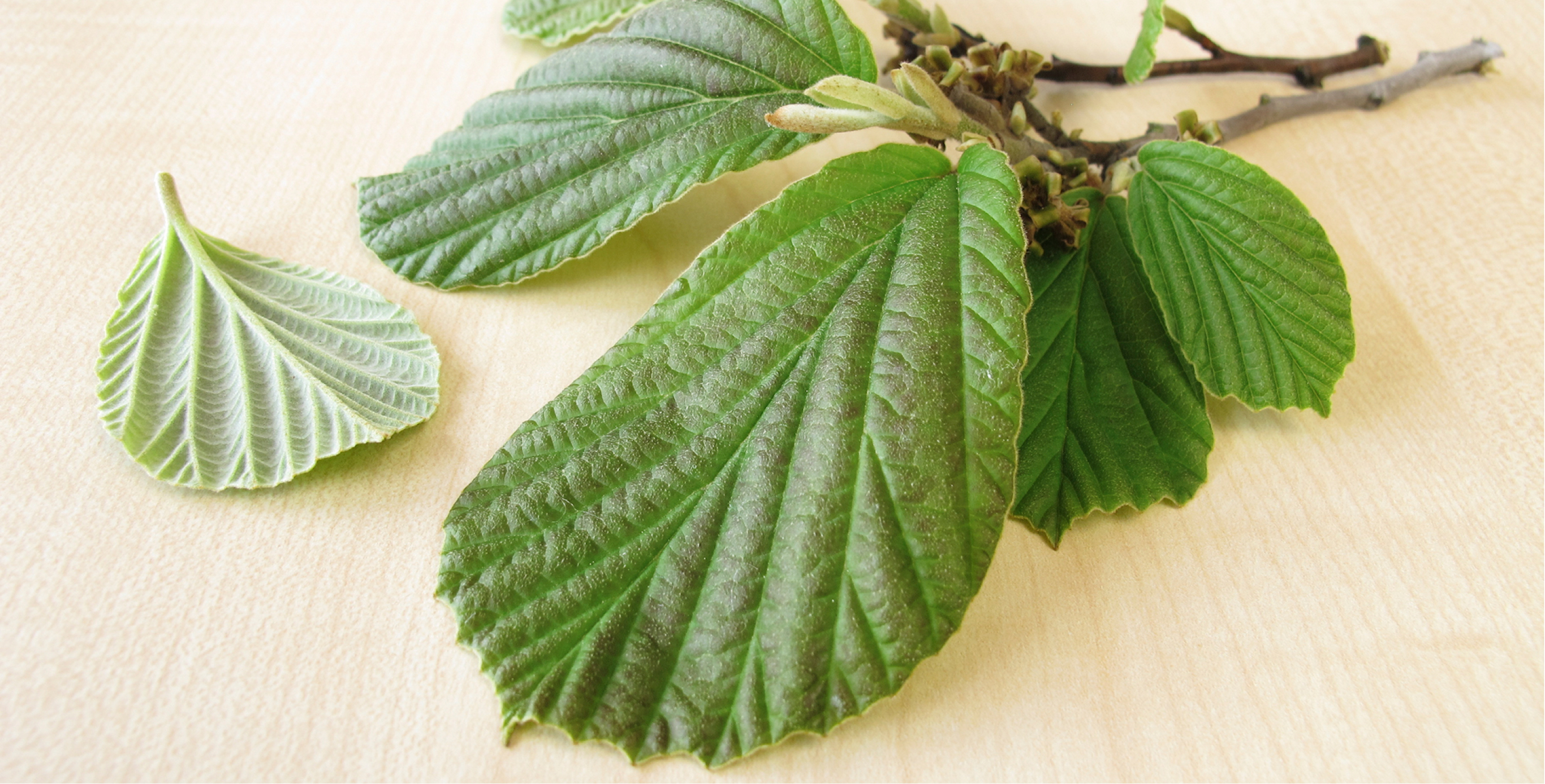 Ingrediente: Tecnología InternalPowerResist (con ImuCalm Compound™)