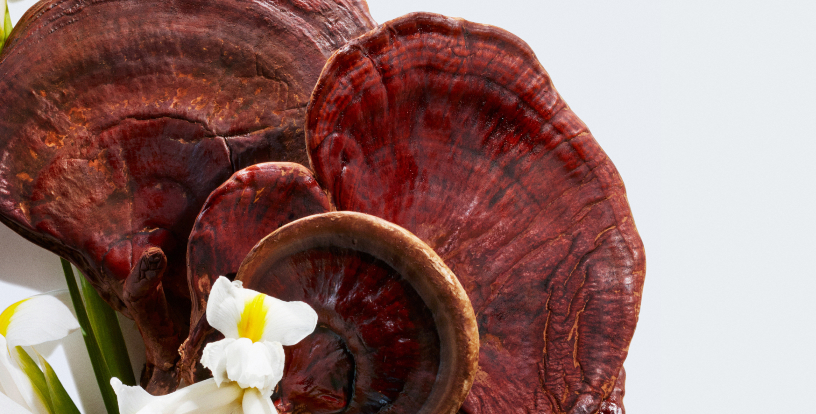 Ingrediente: Extracto de hongo Reishi y de raíz de iris