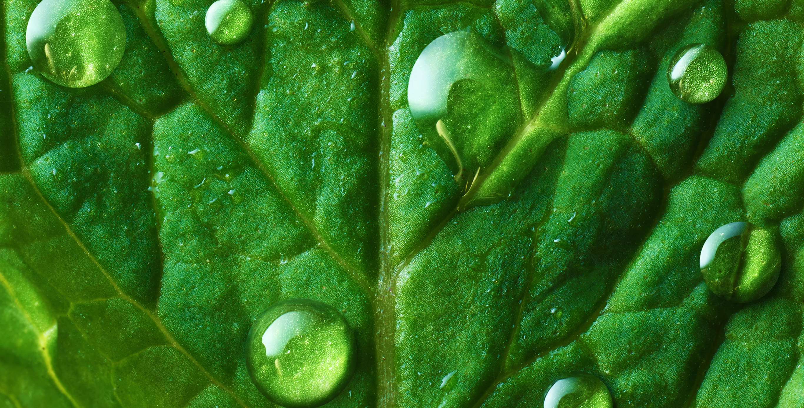 成分：日本延命草提取物