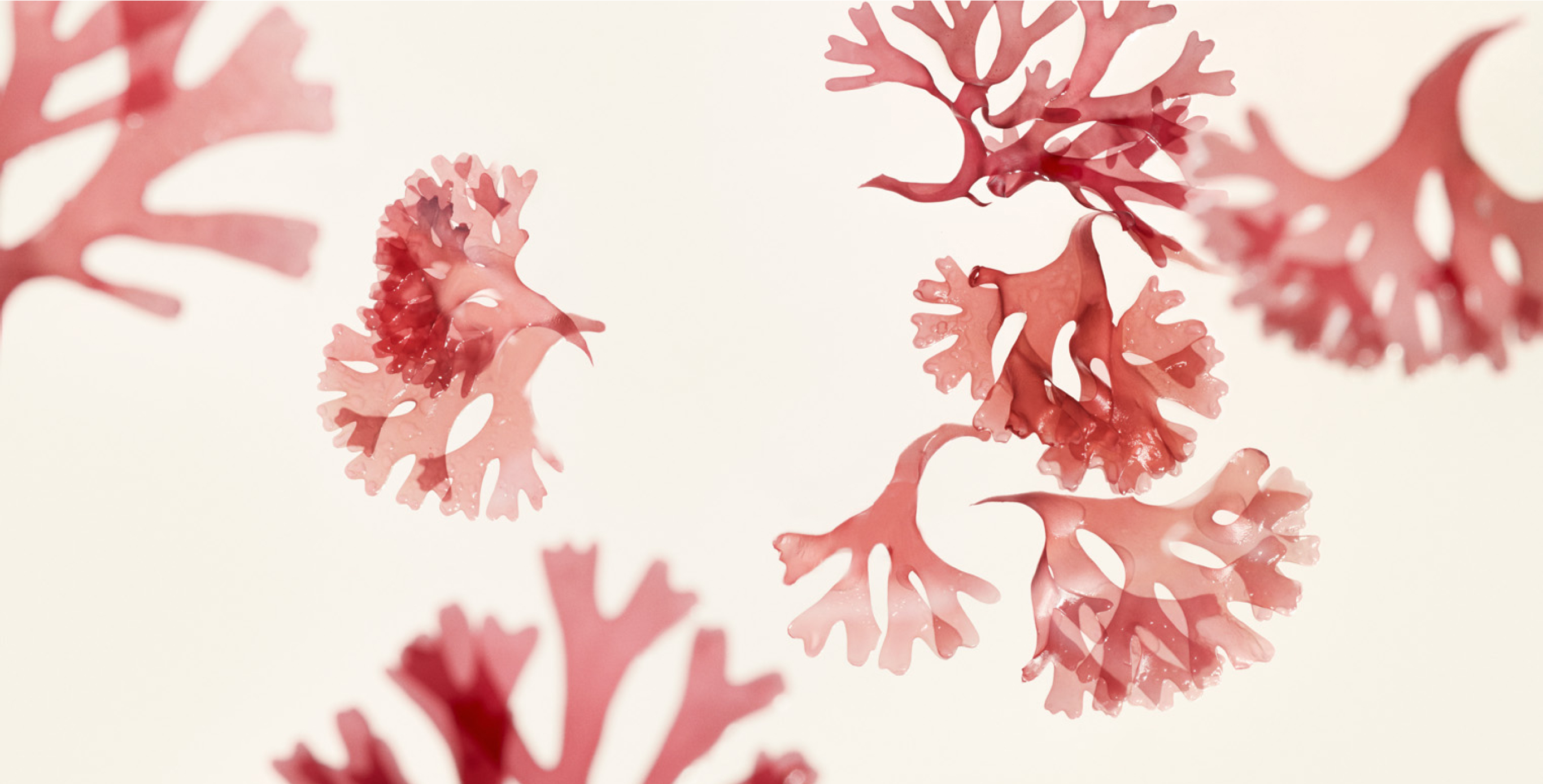 成分：KOMBU-Bounce Complex