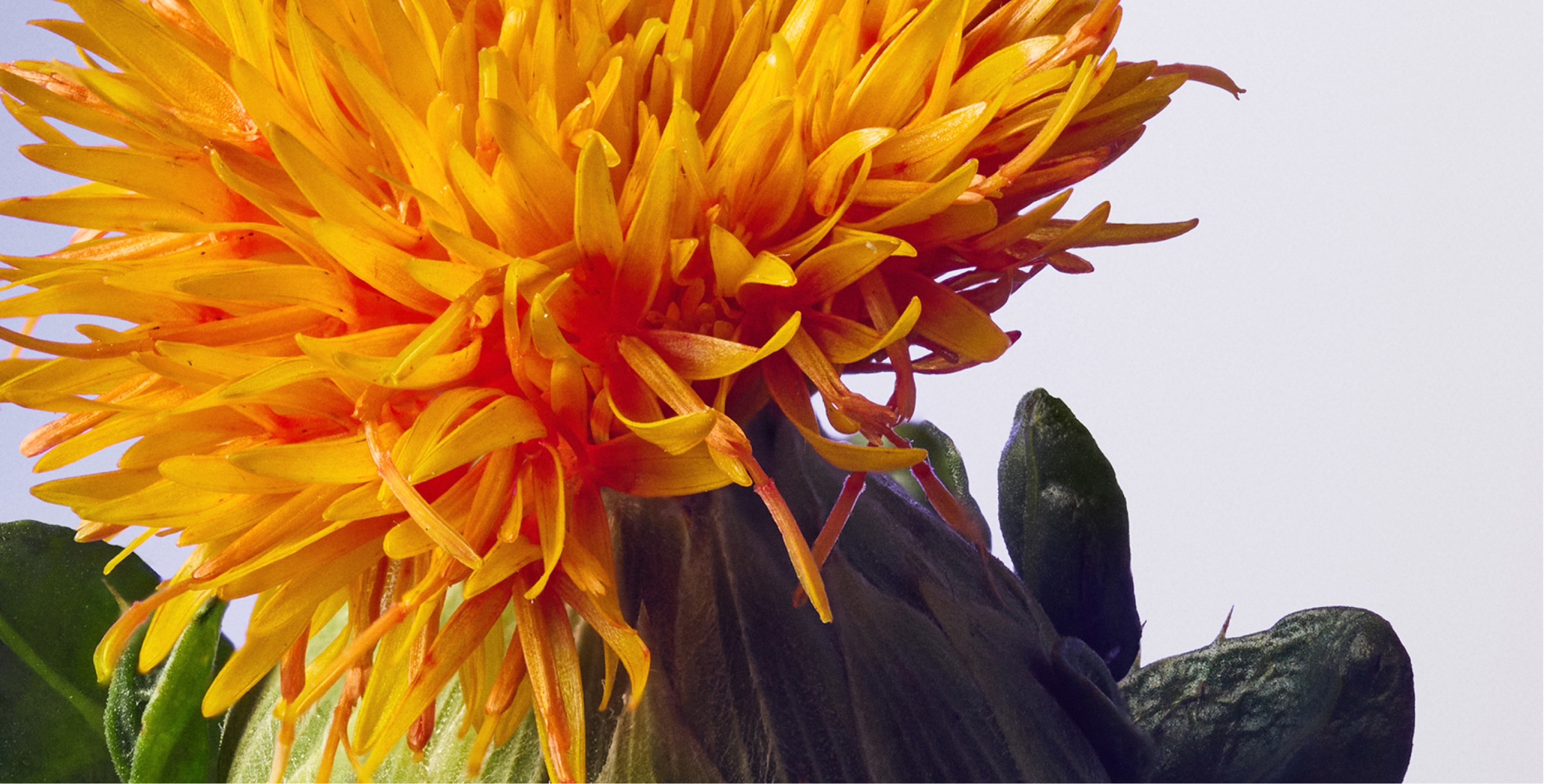 Ingrediente: 2 veces la concentración de SafflowerREDTM