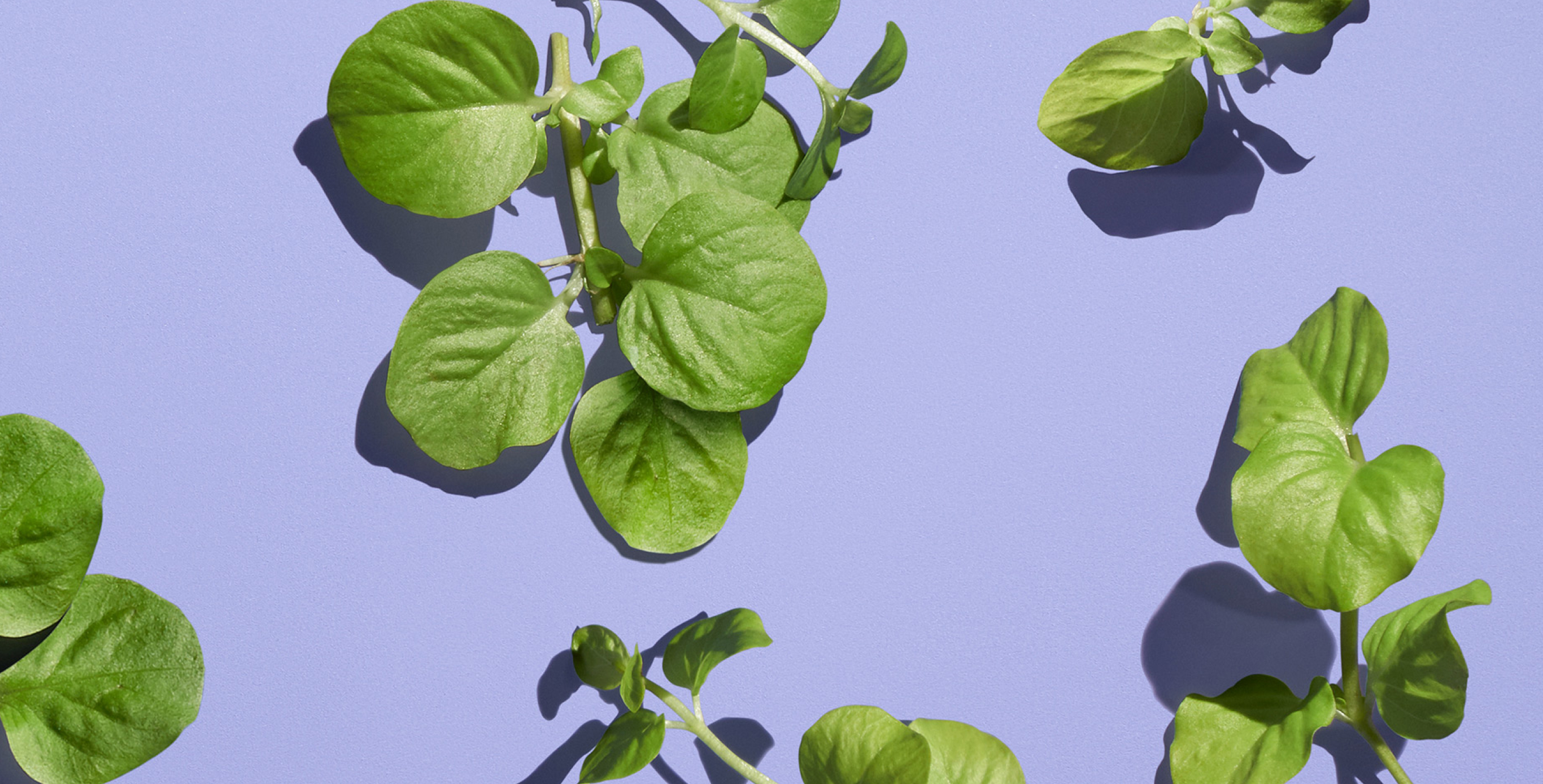 Ingrediente: Extracto de berro y raíz de iris