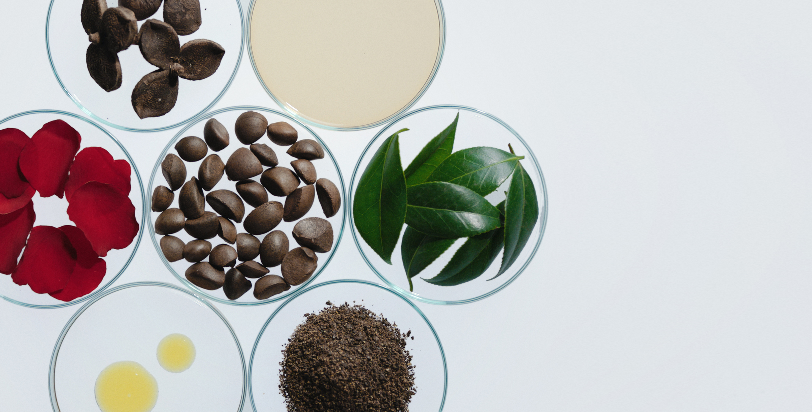 Ingrediente: Aceite de semillas de camelia y extracto de semillas, hojas y flores de camelia