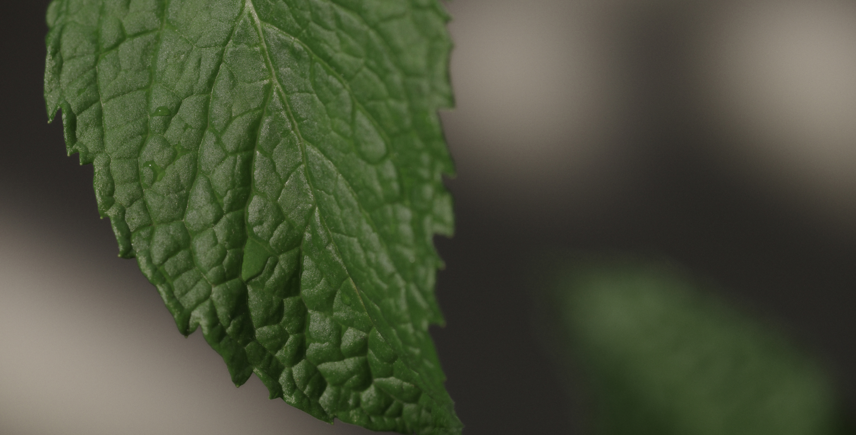 Ingrediente: Extracto de la planta japonesa de Enmei