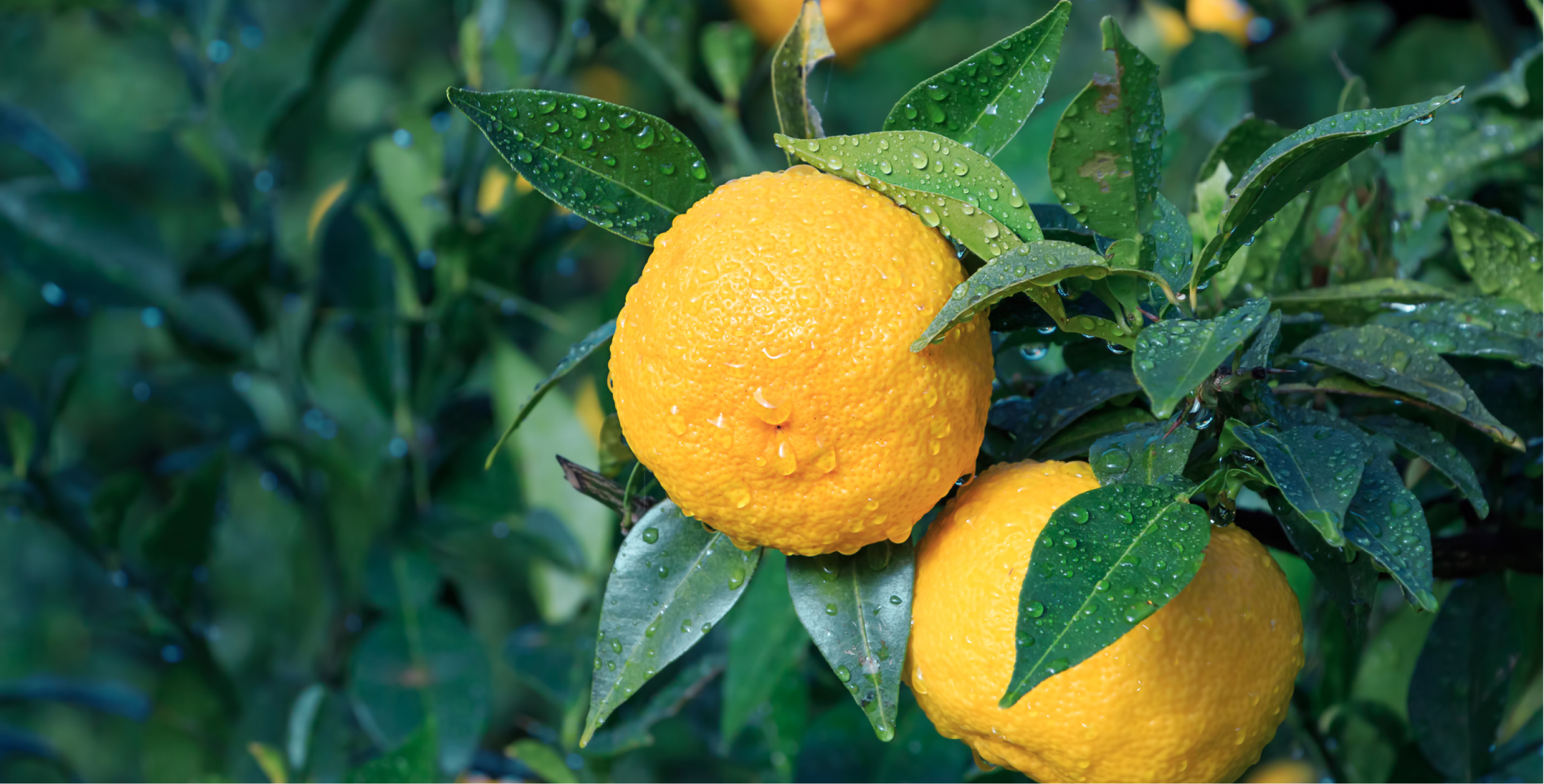 Ingrediente: Extracto de semillas de yuzu japonesa