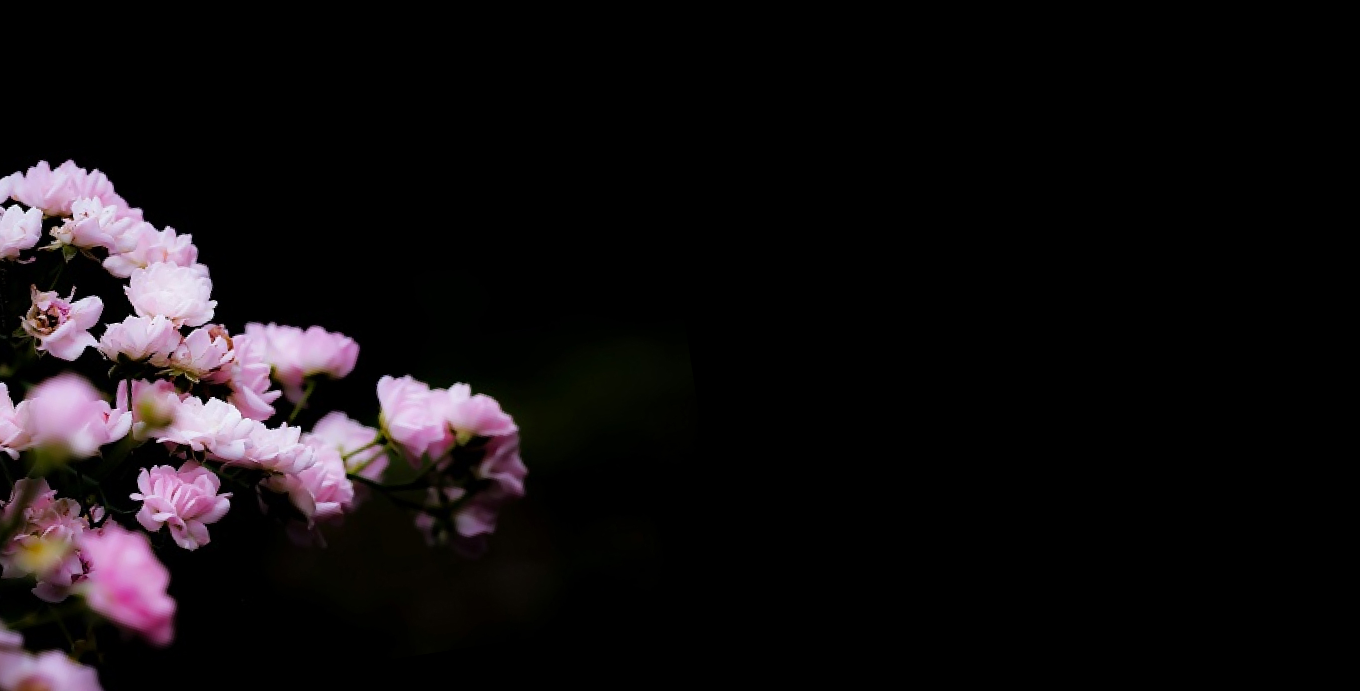 Ingrediente: Extracto de la flor de sakura