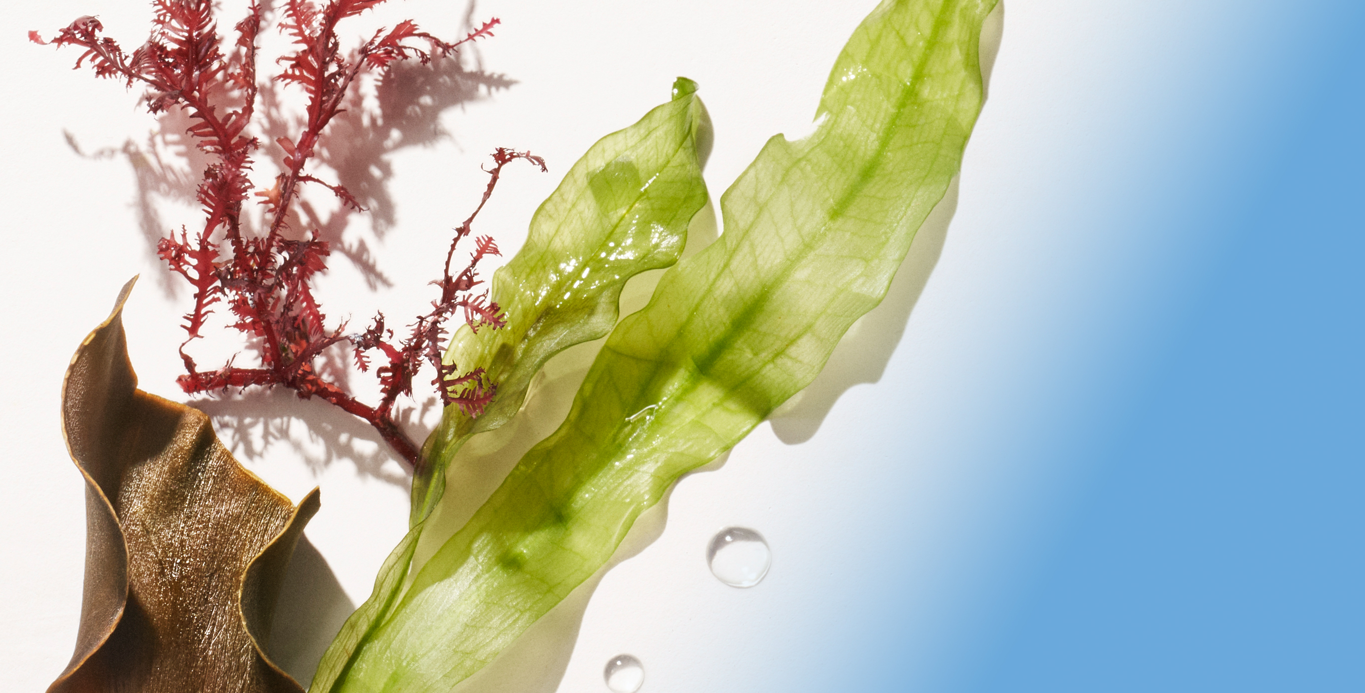 成分：藻类复合物