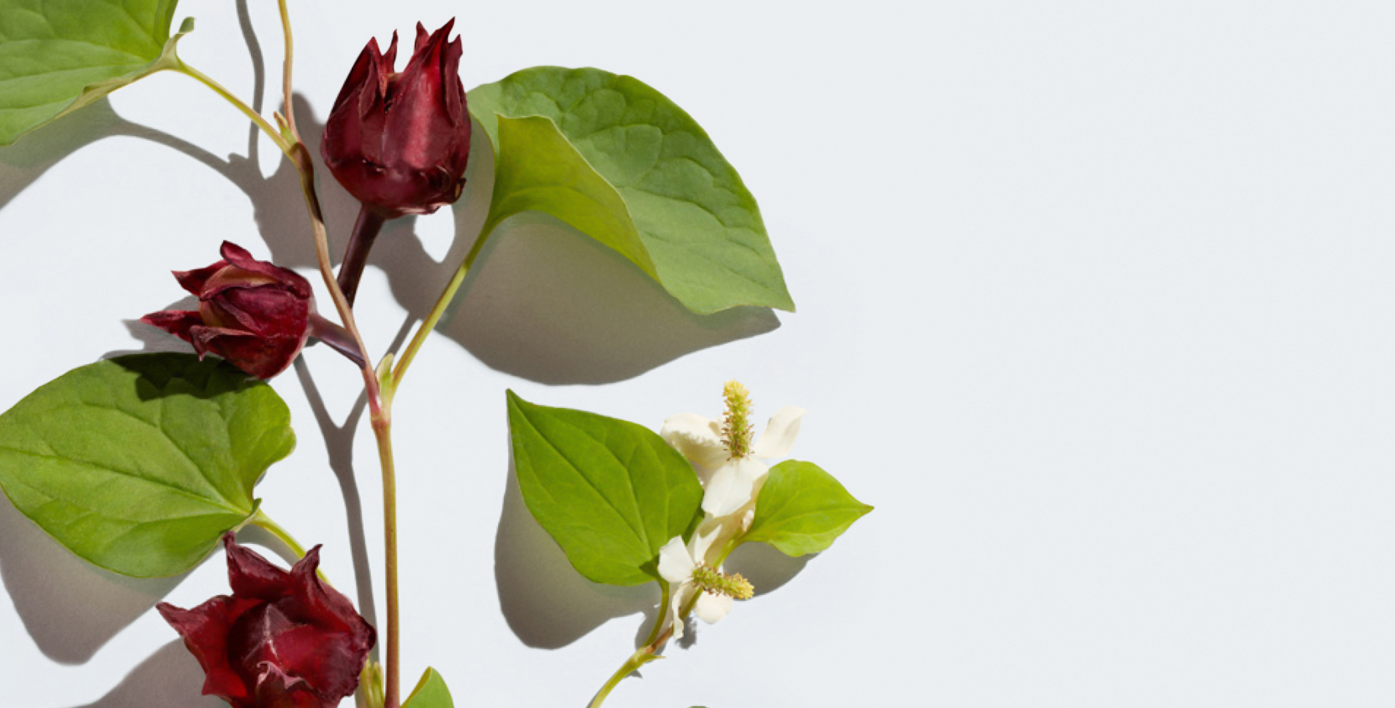 Ingrediente: Extracto de filodendro y de rosella fermentada