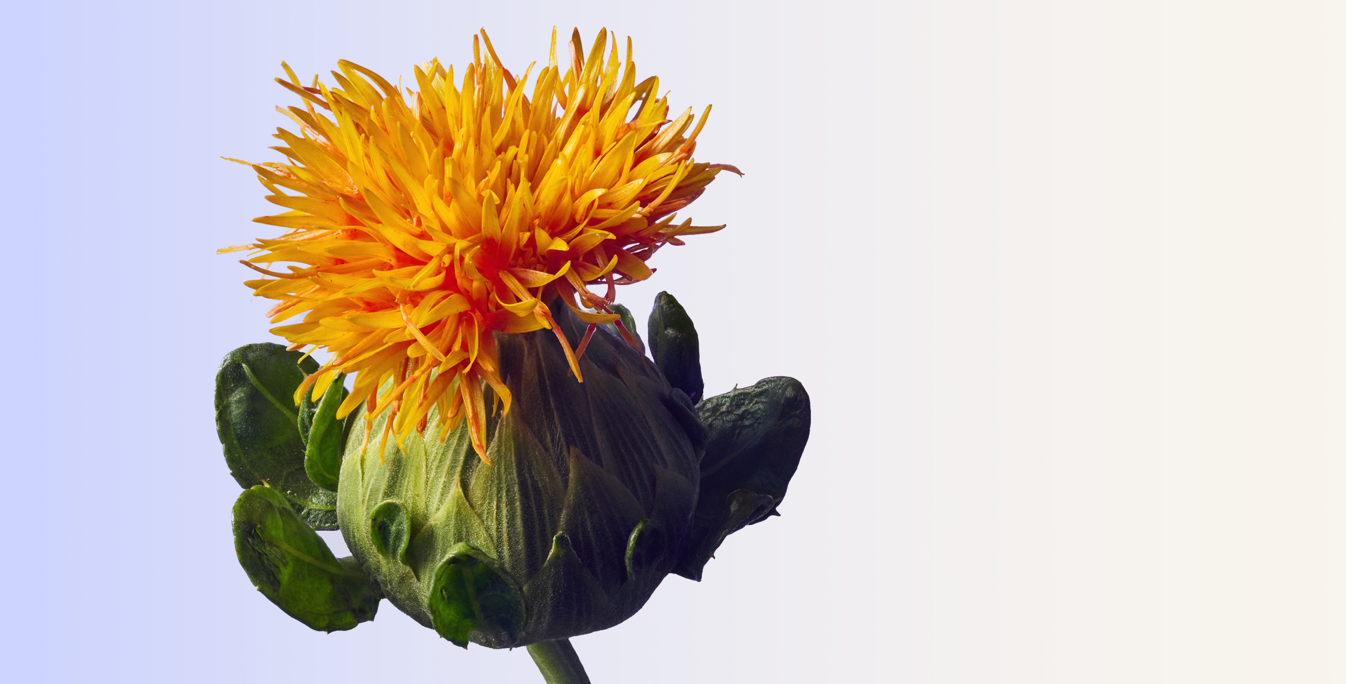 Ingrediente: SafflowerRED™