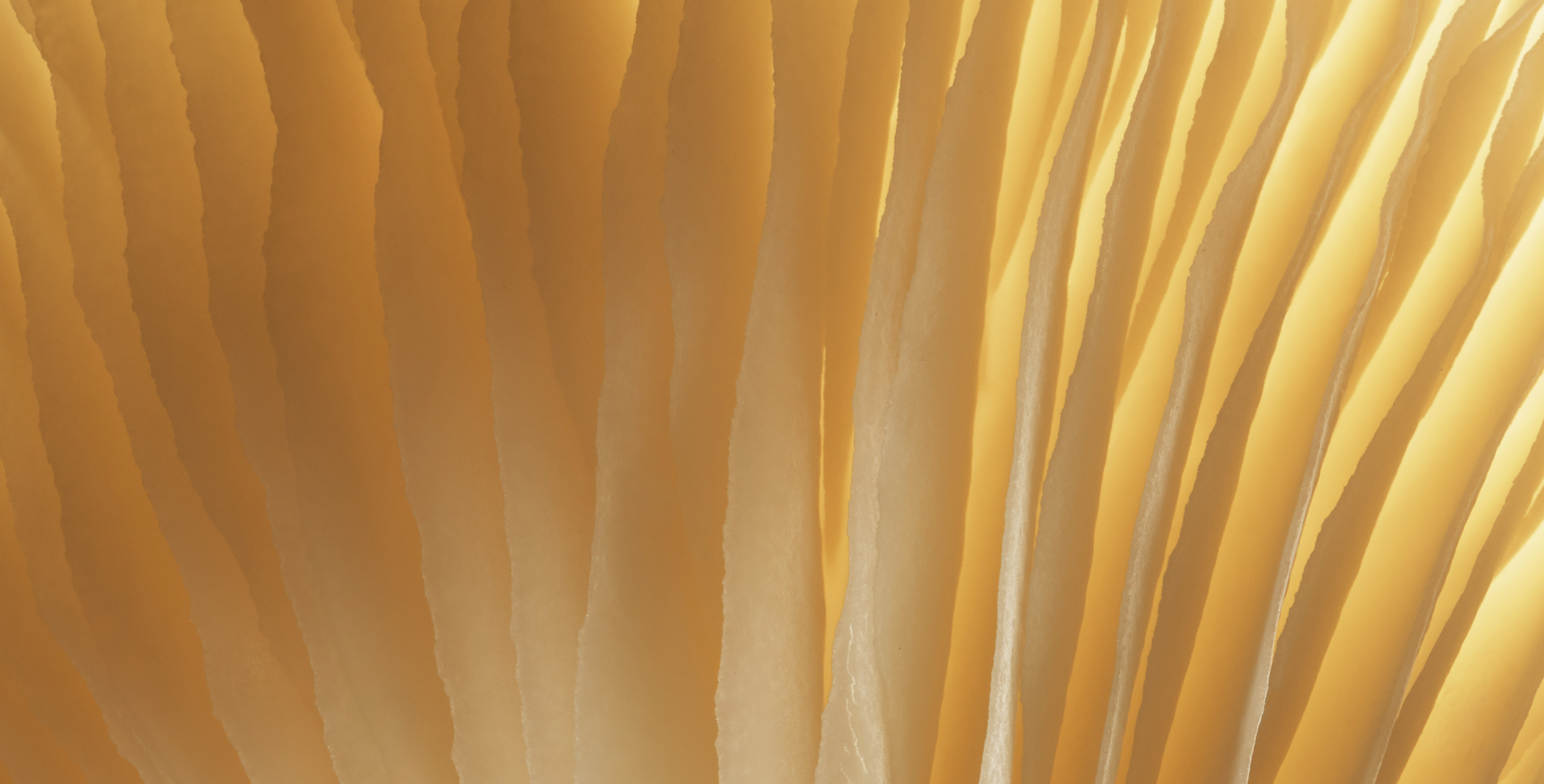 成分：金菇复合物