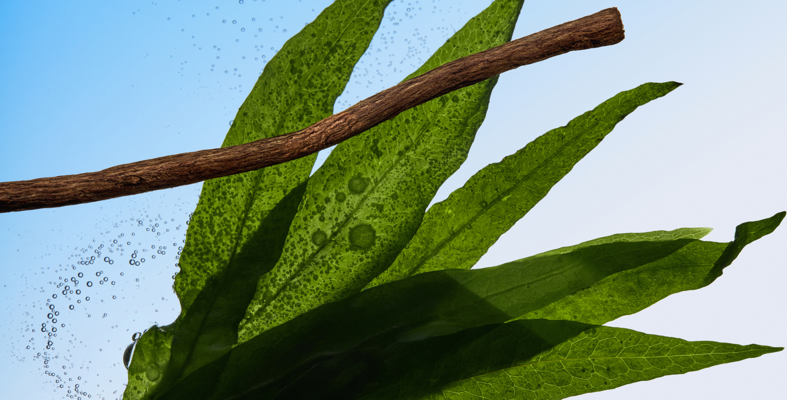 Ingrediente: Complejo de algas