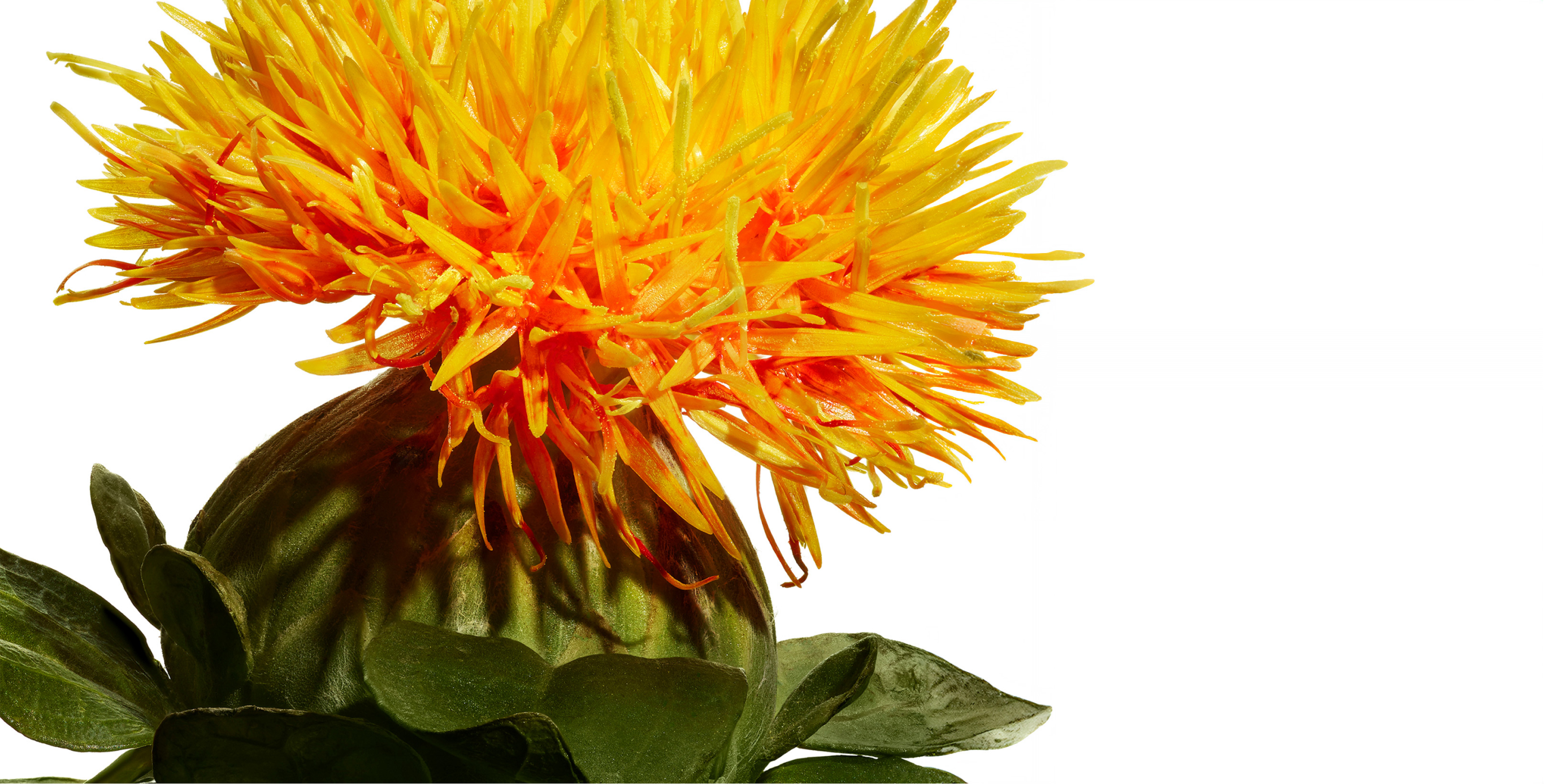 Ingrediente: KURENAI-TruLift Complex (con flor de benibana)